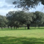 Dehesa Alentejana - Portugal